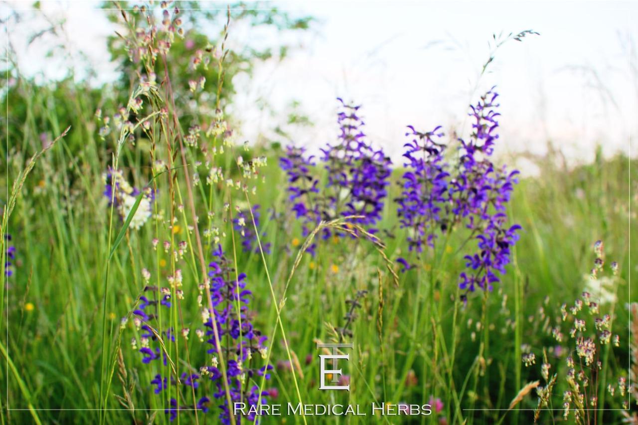 Transylvania Escape Apartment Richisu ภายนอก รูปภาพ